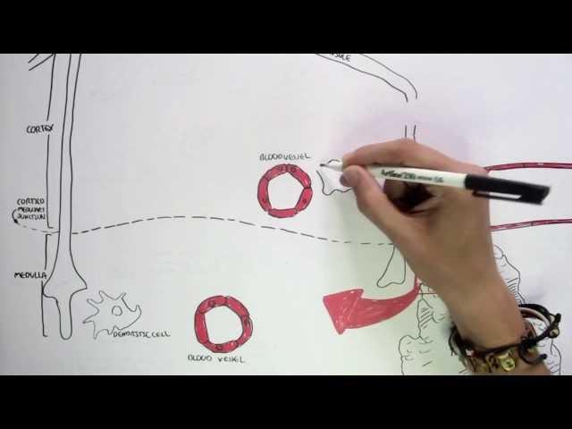 Immunology Map III - T cell development I