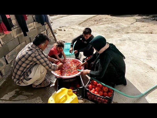 Family help to make tomato paste    Laila's apologies and thanks to subscribers ️