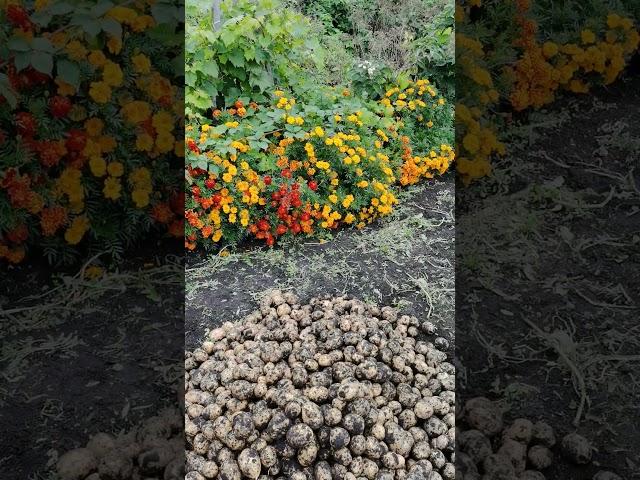 Супер урожайный огород в деревне