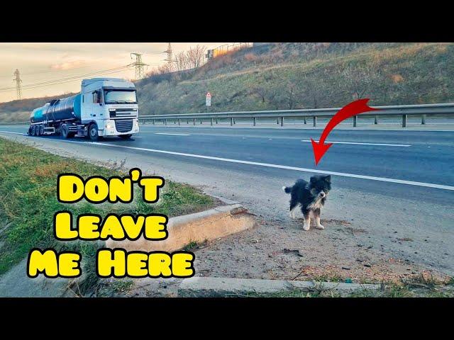 Puppies Abandoned On Busy Road Get Rescued Just In Time