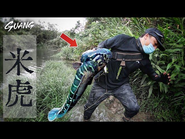 Super fierce! Taiwan deep mountain fishing... catch 100 cm Snakefish!