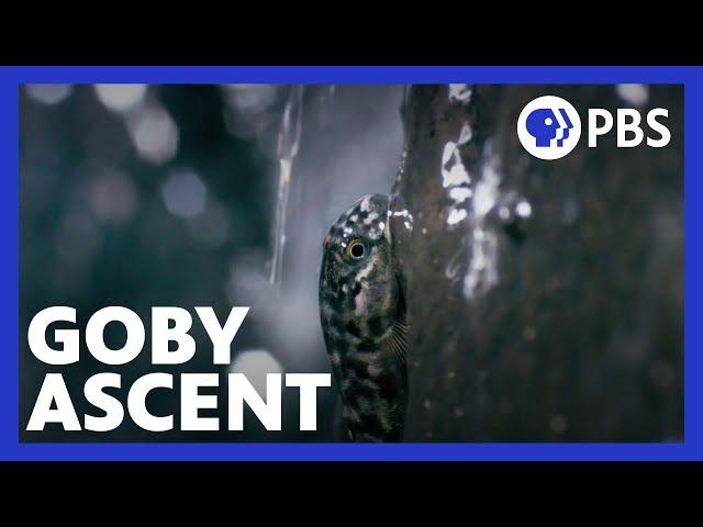 Islands of Wonder | The Gobies’ Ascent to Safety | Episode 3 | Hawaii | PBS