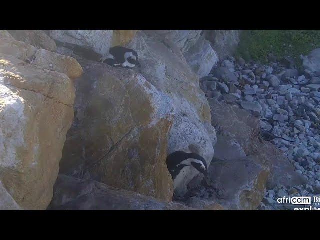 Penny the penguin vs Counterfeit (zoom replay + full video) SP (Africam.com, explore.org)