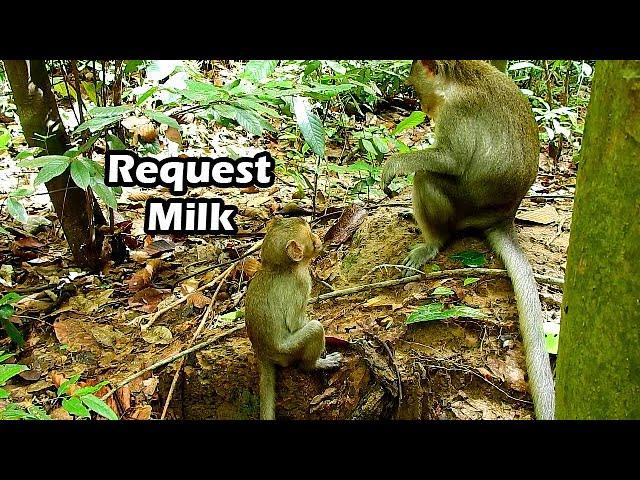 Alba Sit Near Anna Make Very Sympathy Face To Ask Milk | Alba So Hungry Food And Milk