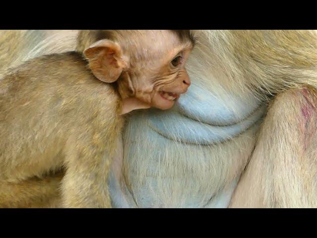 CRYING HUNGRY BRADEN BABY MONKEY MOTHER NO WANT MILK | NEWS BABY MONKEY