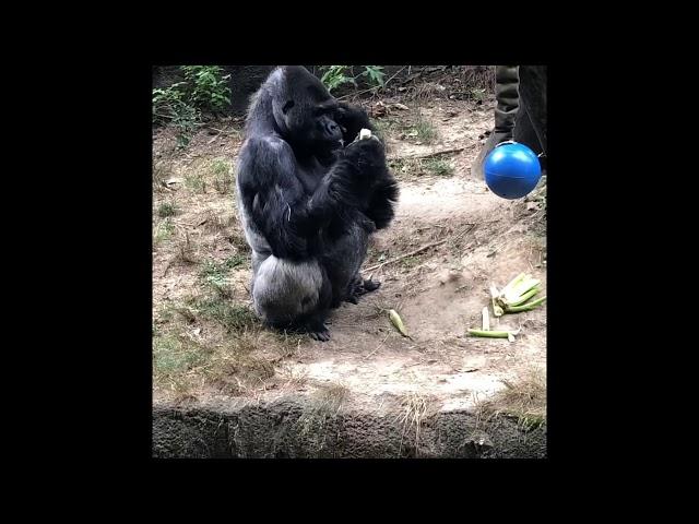 Funny gorilla 