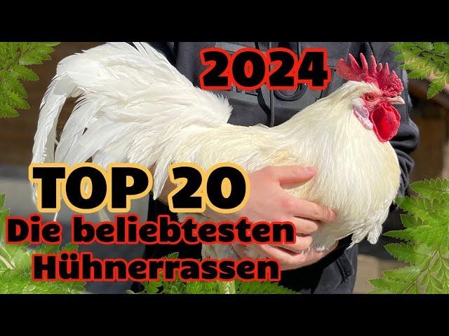 Top 20 Die beliebtesten Hühnerrassen 2024  - Wyandotte, Marans, Serama, Orpingtons, Araucana Huhn