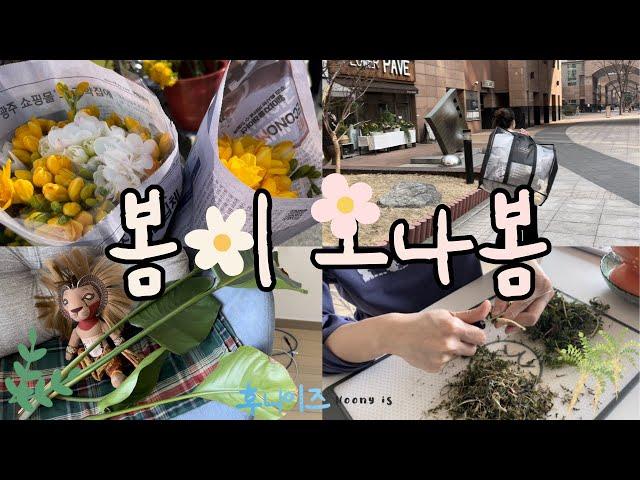 [후니이즈새신랑] 봄맞이 프리지아 꽃 사기, 여름이 가지치기, 대청소, 냉이 손질, 냉이 요리