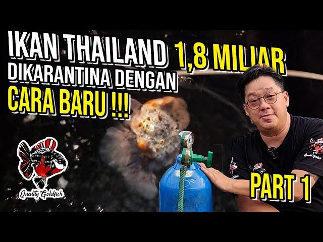 IKAN IMPORT THAILAND SEHARGA 1,8M DIKARANTINA DENGAN CARA YANG BARU ‼️ PART 1