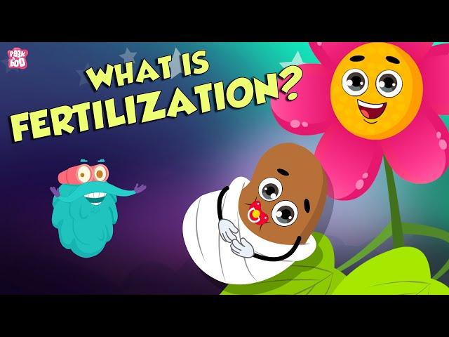 Formation Of Seed | What Is FERTILIZATION? | The Dr Binocs Show | Peekaboo Kidz