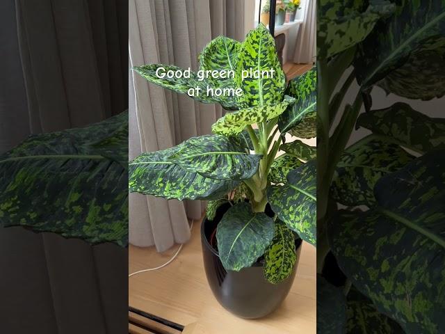 Good green plant at home Idea  #Short