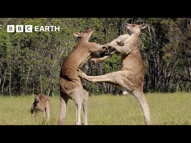 50 of the Greatest Fights in the Animal Kingdom | BBC Earth