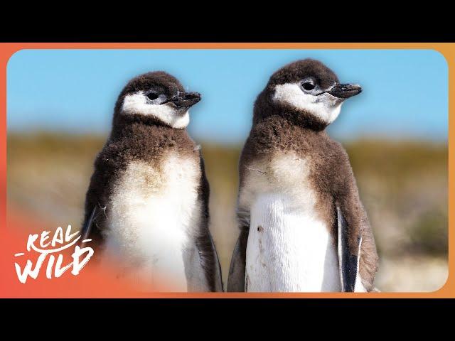 The Animals Of Patagonia Wildlife Documentary | Real Wild