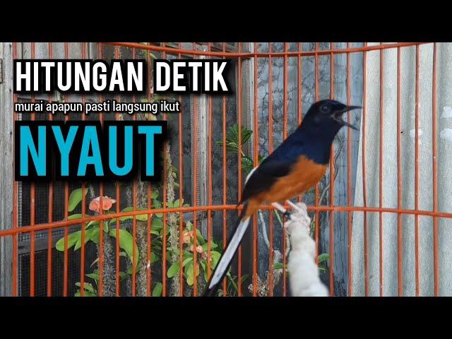 murai batu gacor AMPUH buat PANCINGAN murai batu agar bunyi JADIKAN burung murai gacor EMOSI NYAUT