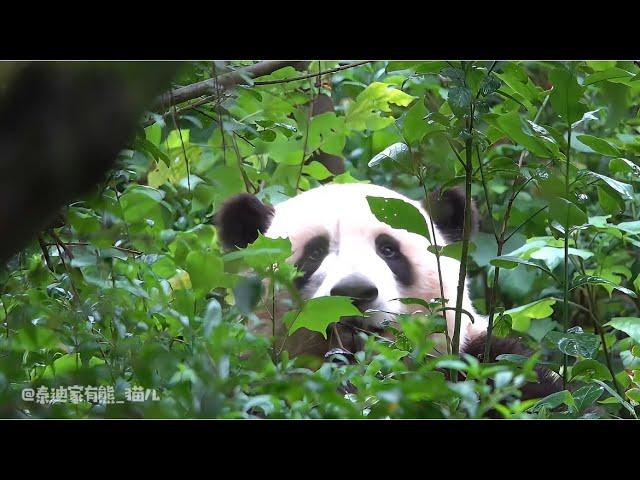 抓住一只搞破坏的花眼睛滴溜溜的到处转