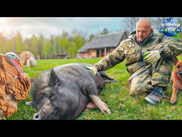 Бочка вернулась! Операция "утка". Поросята продаются. Без камеры не едим. Пиццу делали 5 человек.