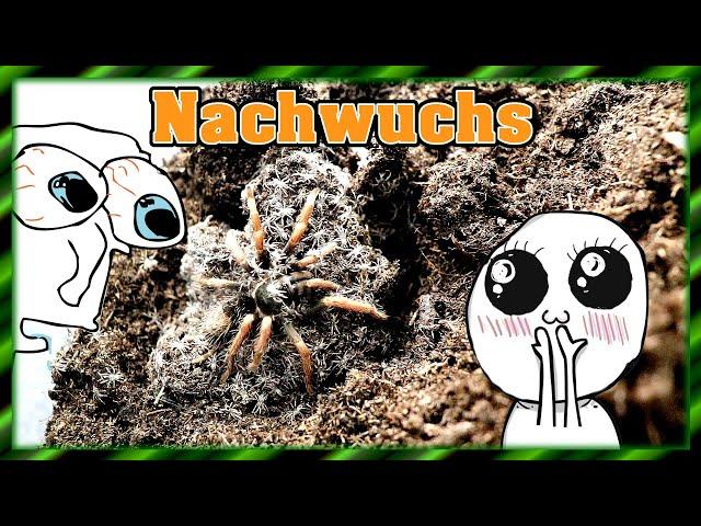 Vogelspinnen Nachwuchs! - Und ich Grobmotoriker 