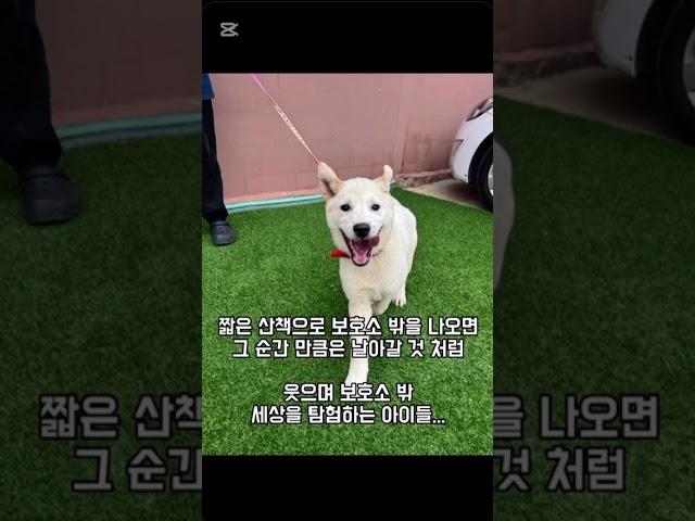 [하남시유기견보호소]견사에 들어가길 주저하는 지구와 태양이에요..