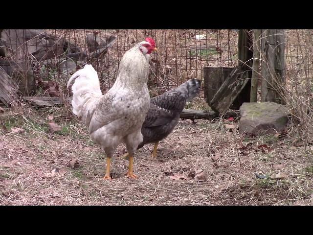 Chickens Mating