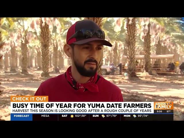 Date harvest season looking up for Yuma farmers