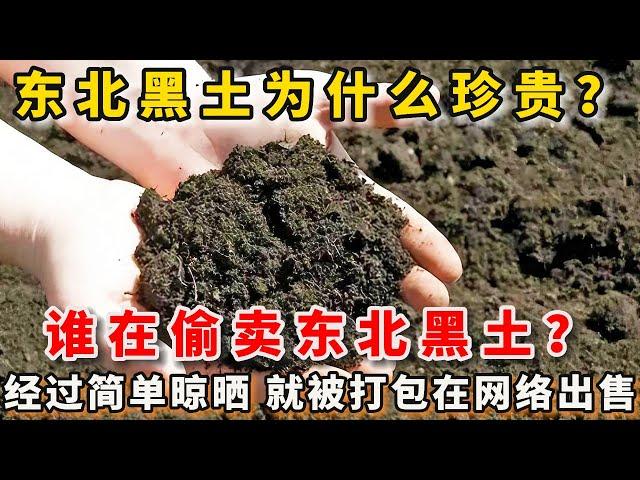 東北黑土為什麼珍貴？誰在偷賣東北黑土？這種珍貴的土壤，在被盜挖之後經過簡單晾曬，就被打包在網絡上出售！