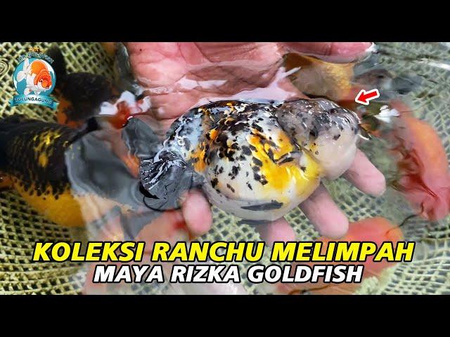 Koleksi Ranchu Maya Rizka Goldfish Melimpah, Calon Juara Semua ‼