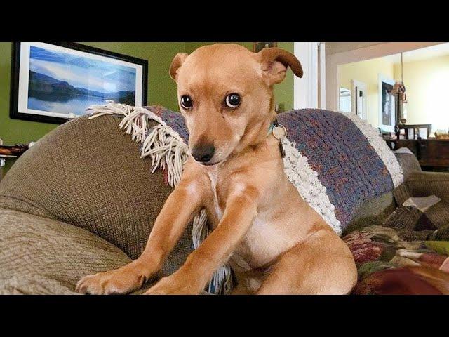 This FUNNY PUPPY Will Turn Your Day Around  Funniest Animal Videos