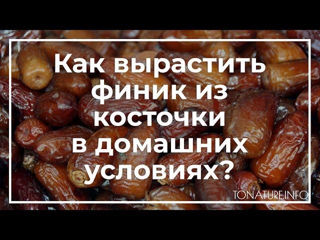 Как вырастить финик из косточки в домашних условиях? | toNature.Info