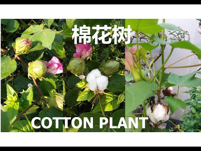 种植棉花树 | Plant Cotton Plant