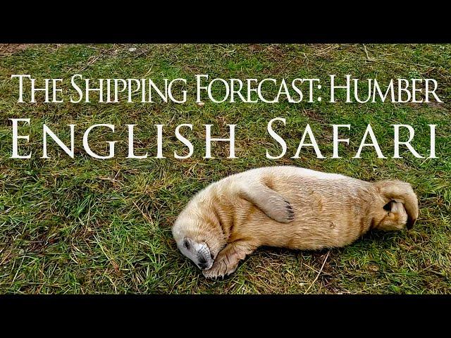 English Safari: Seals at Donna Nook