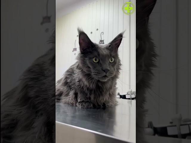 Галерея ветврача