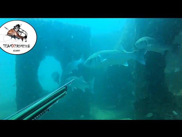 Os Grandes Robalos do Algarve   Caça Submarina   Huge Sea Bass Compilation    SpearFishing Algarve