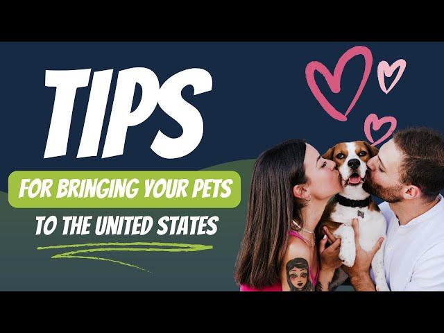 Tips for Couples for Bringing Pets to the United States During Their Immigration Journey
