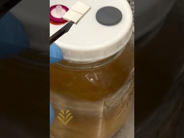 Myterra - Mushroom liquid cultures