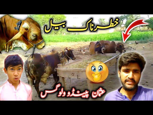 Khtarnak Beal Aa Gaye  | Daily Routine | Usman Pendu Vlogs