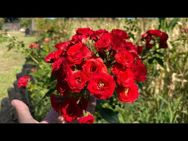 Don Juan rose it blooms for the second time this year / Don Žuan ruža drugi put cveta ove godine 