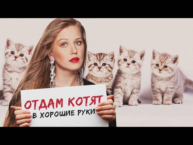 ОТДАМ КОТЯТ В ХОРОШИЕ РУКИ - Фильм / Комедия HD