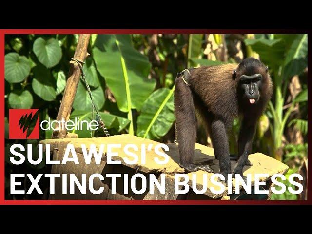 Sulawesi's Thriving Illegal Wildlife Trade (Reupload) | Full Episode | SBS Dateline