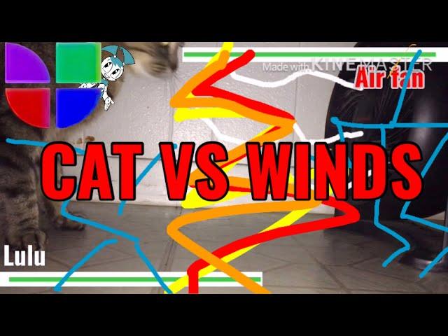 Cat VS winds(KVP orignal)