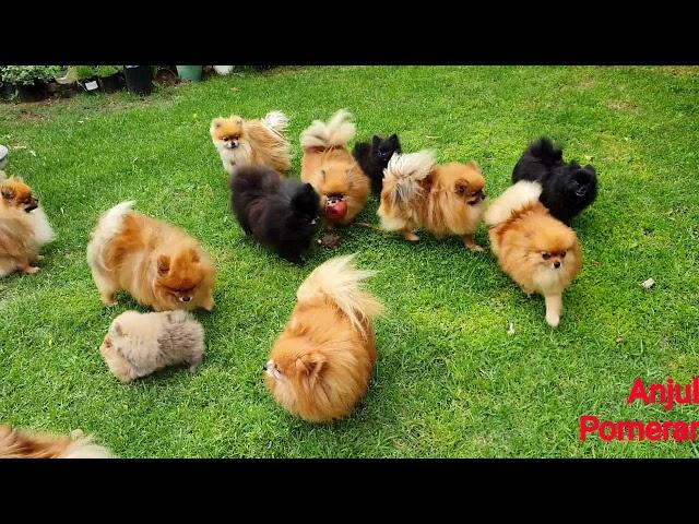 Pomeranian puppies playing in the garden - Anjula Pomeranians Toy Poms