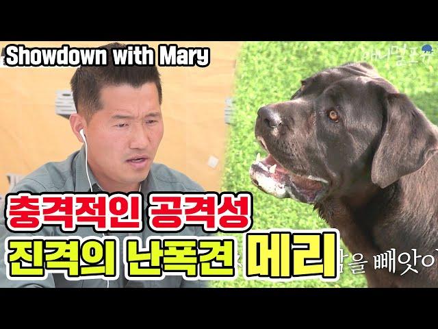 Showdown with The most aggressive Tyrant dog 'Mary' [Dogs are incredible][It like a Cesar`s show]