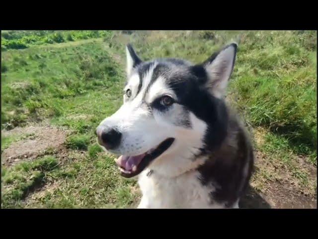 Husky Is So Clever And He Knows It!