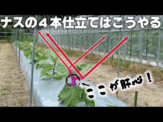 ナスに花が咲いたら必ずやるべきこと! 最初の管理で決まる!【一株あたり最大収量の悠々4本仕立て】