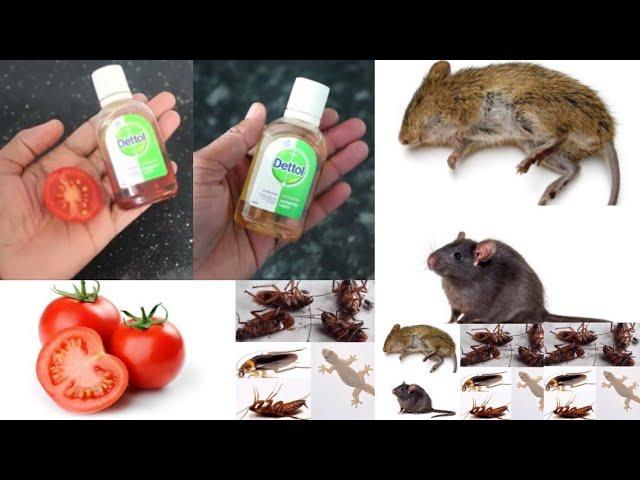 JUST 2 EASY TIPS FOR RAT AND COCKROACH || How To Kill Rats & cockroach Within 5 minutes ||