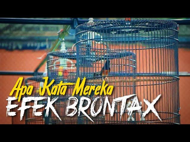 BIKIN PENASARAN ‼️Pemakaiyan Brontak Sampai Kapan