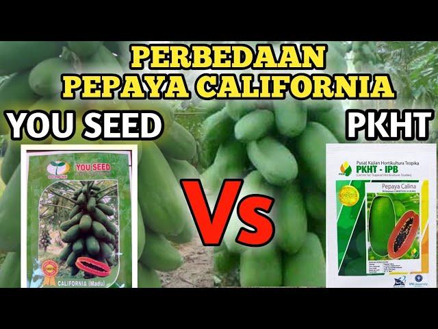 PEPAYA CALIFORNIA PKHT VS YOU SEES. PERAWATAN SAMA TAPI HASIL BEDA.