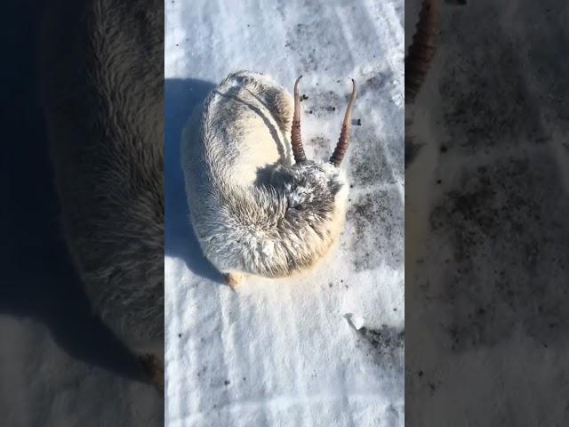 Животные замерзают на дорогах - Animals freeze on the roads