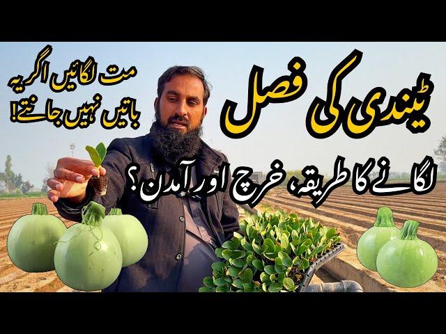 Tindi Farming | High Production Ka Raaz | Apple Gourd Ki Bahtareen Fasal Kaise Lein? | Kissan Guide