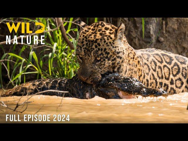 WILD AMAZON | Mysteries of the Ultimate Predators | Animal documentary