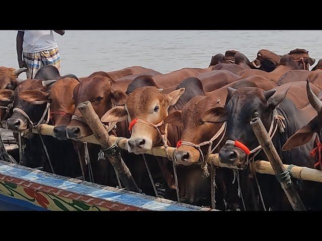 cow unloading bangladesh, cow videos, cow video, big cow, goru hamba cow